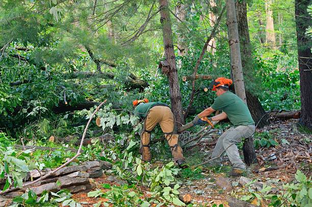 Best Dead Tree Removal  in Montrose, MN